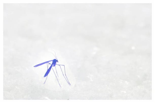 Mosquito