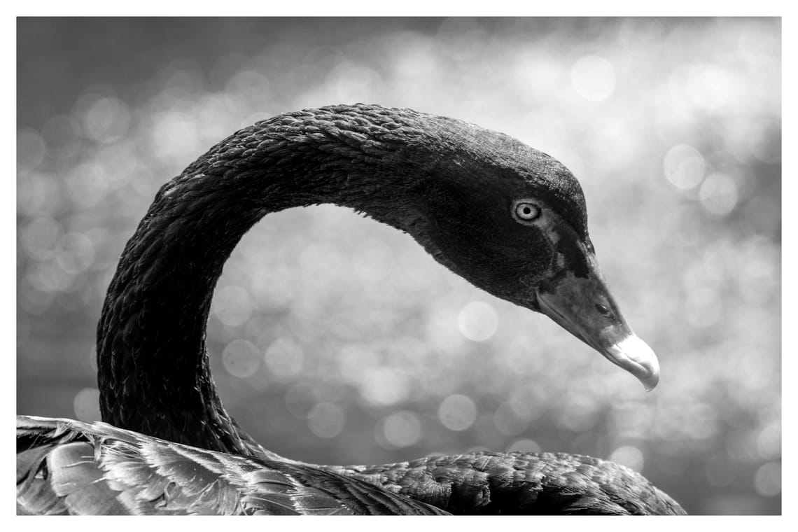 Swan