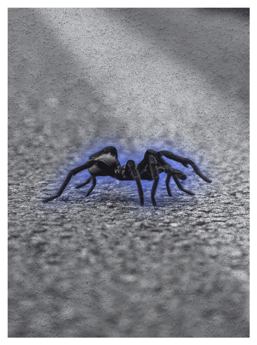 Tarantula